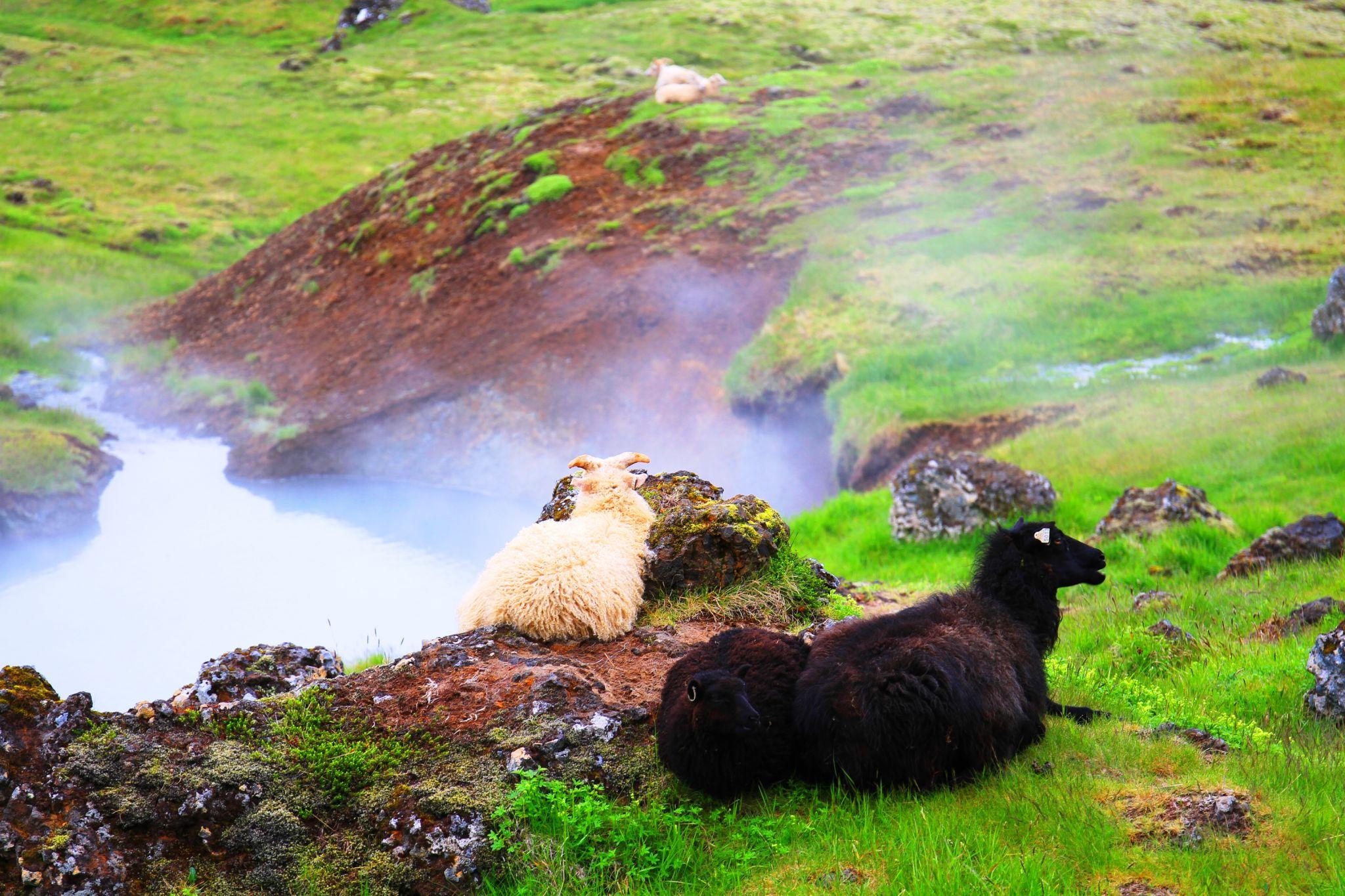 REYKJADALUR entre Amigos